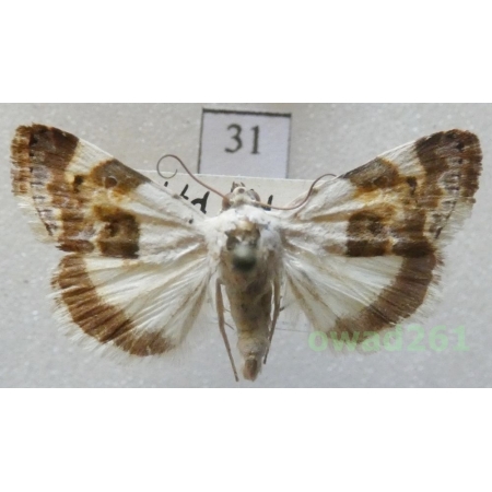 Acontia lucida (Hufnagel, 1766) Italy31
